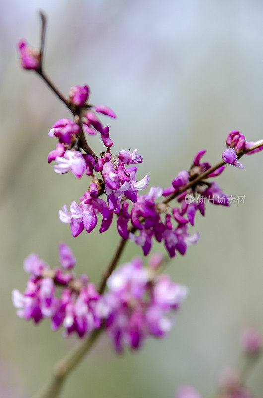 早春花开