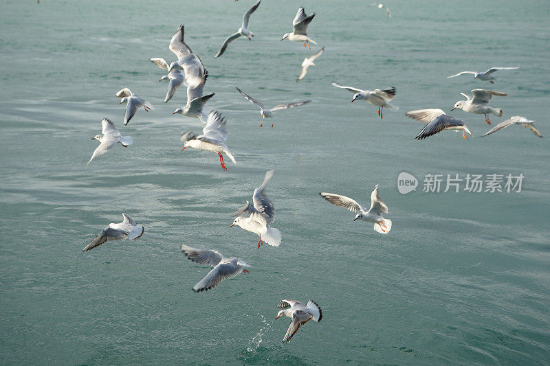 海鸥在博斯普鲁斯海峡上飞翔