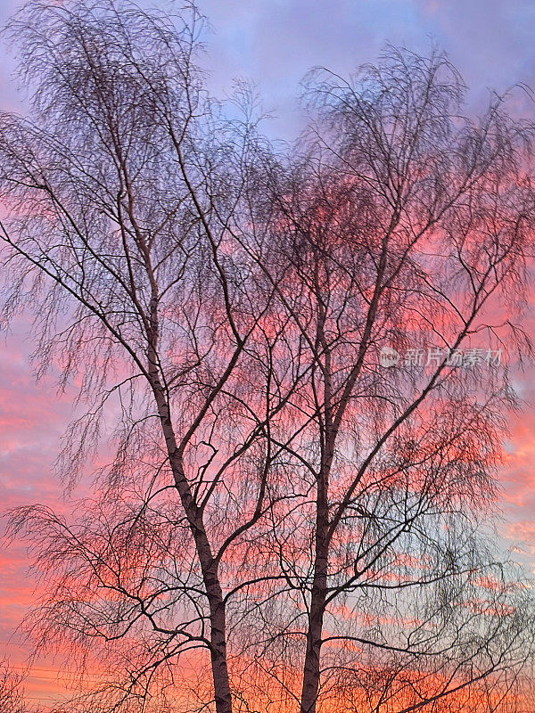 早晨的日出与银色的桦树的树枝剪影在橙色和紫色的天空，桦树摆桦树孤立在日出日落在冬天落叶树无叶