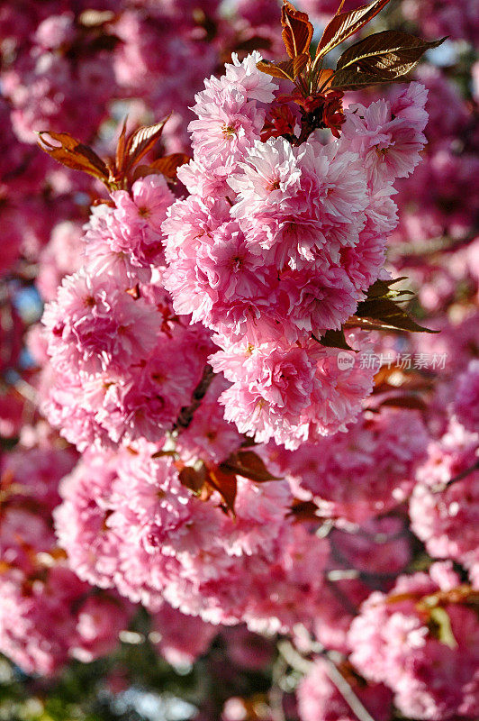 日本东京，樱花盛开的春天