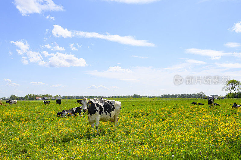 牧场上的奶牛长着新鲜的青草和毛茛属野花