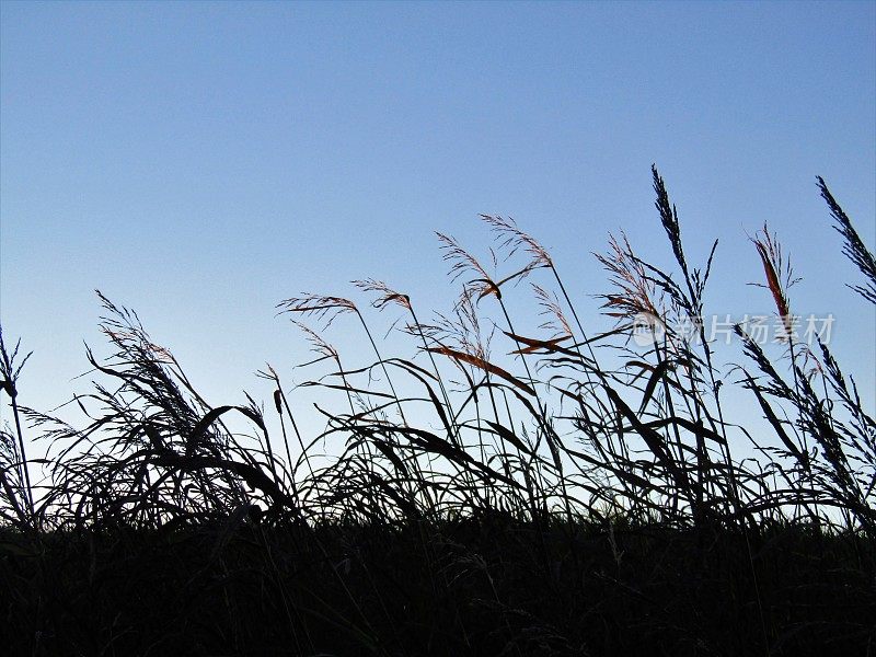 日本。11月。河边的秋草。