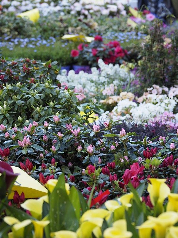 米兰运河上的花卉市场