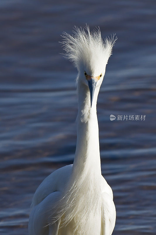 雪鹭，白鹭;酒窖湾,加利福尼亚州。Pelecaniformes。鹭鸟。展示，羽毛，繁殖羽毛。