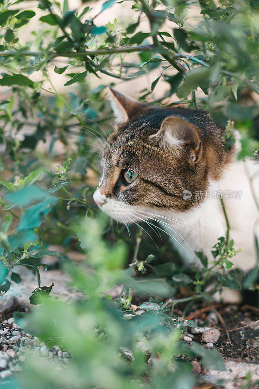 特写白色虎斑印花布猫隐藏和凝视从花园灌木