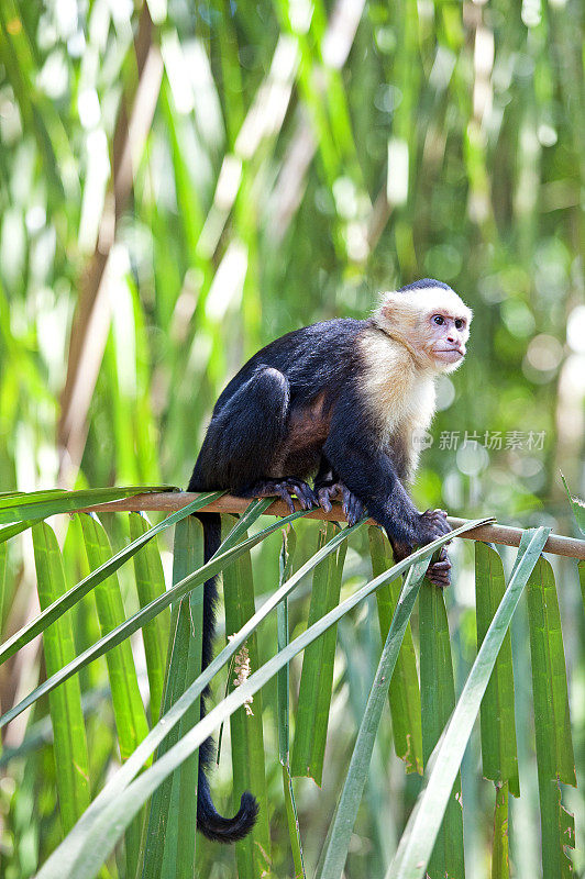 白脸或卷尾猴坐在棕榈叶，曼纽尔安东尼奥国家公园，哥斯达黎加
