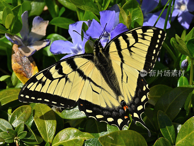 东方虎燕尾蝶，雄，早春