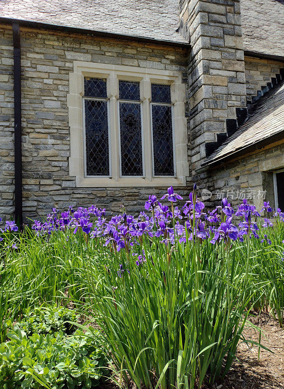 在北卡罗来纳州海伍德县，紫色的萱草在一个古老的石板屋顶的石头教堂前