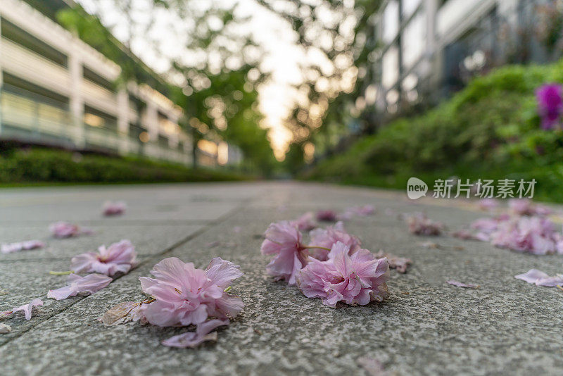 樱花落在地上