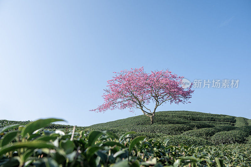 茶园、茶树、农业