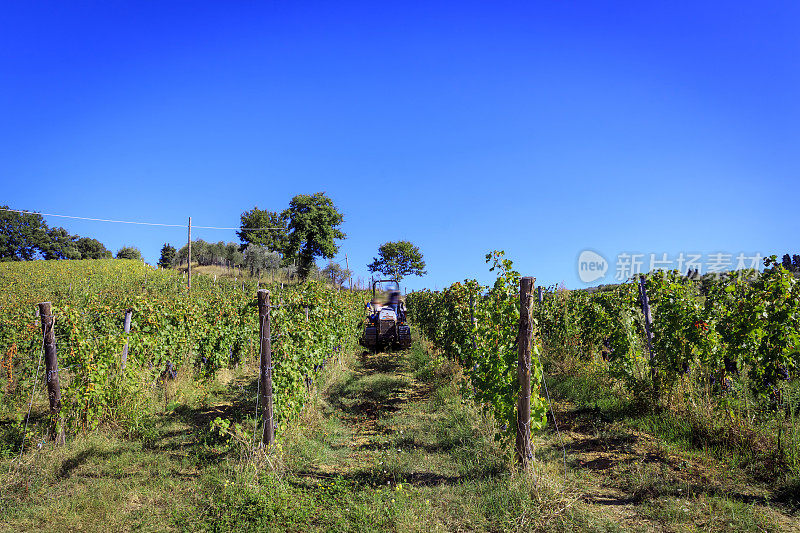 拖拉机在基安蒂的托斯卡纳葡萄园收割葡萄