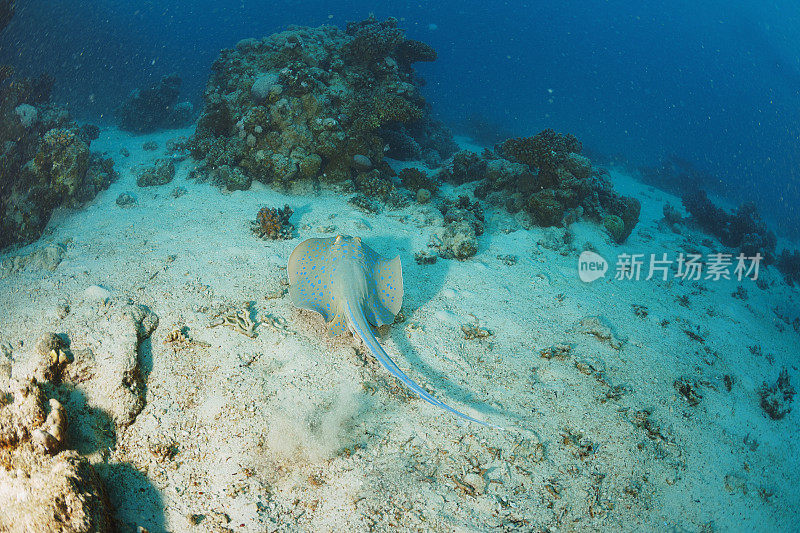 蓝斑黄貂鱼水下海洋生物珊瑚礁水下照片水肺潜水员观点