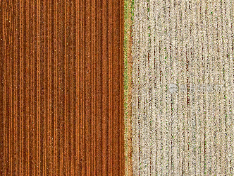 从甘蔗农场上方俯瞰的详细鸟瞰图，对比了肥沃的耕地和未耕的甘蔗收获地膜田