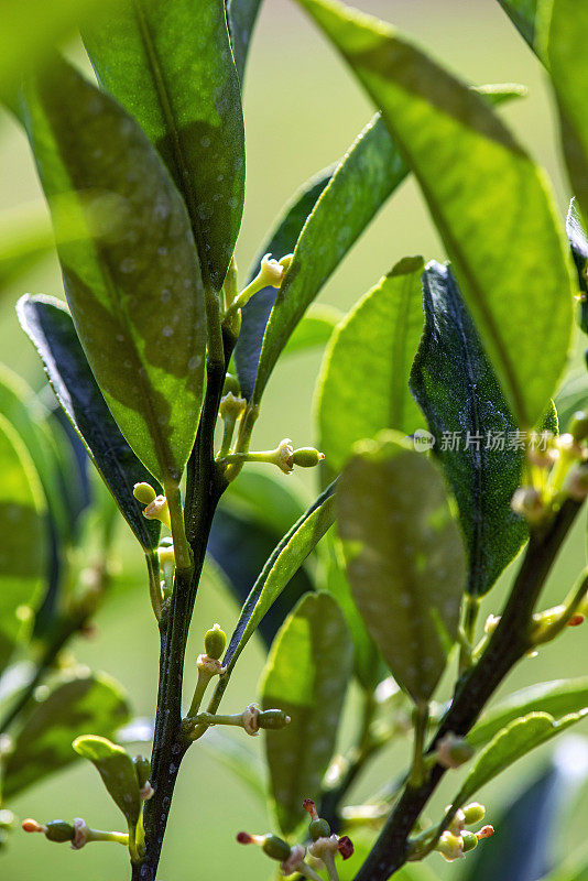 花园中金桔树苗发芽和发芽的特写