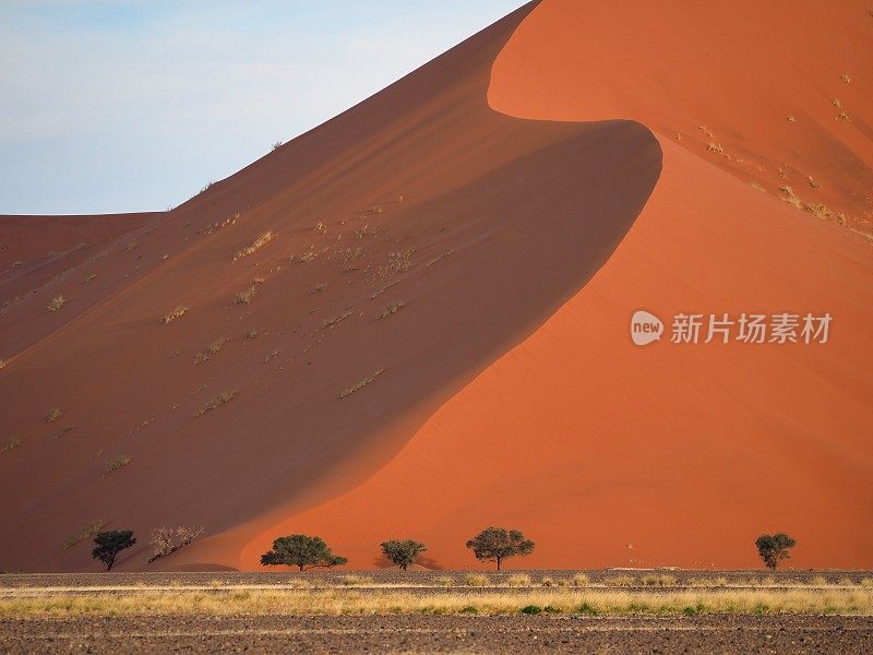 在纳米比亚的沙丘上种有金合欢树