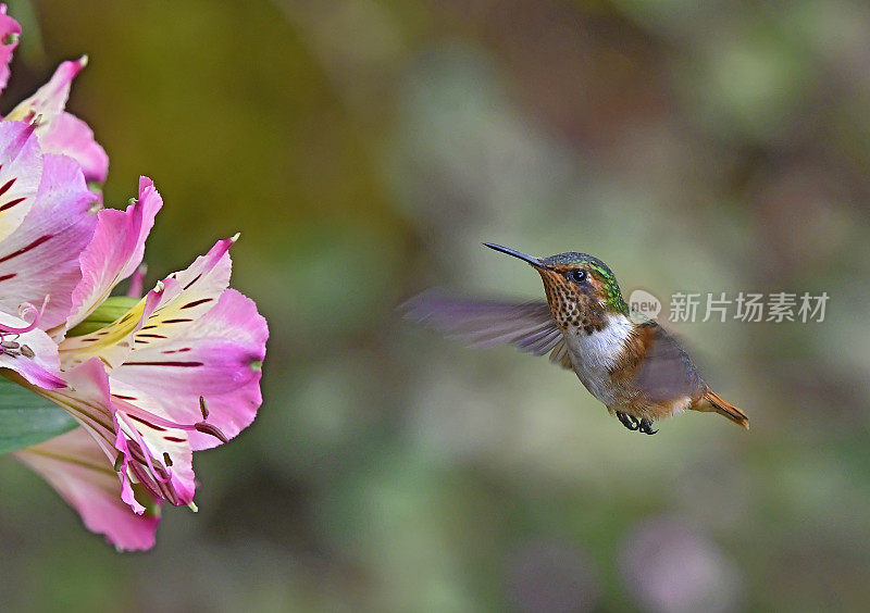 雌性闪闪发光的蜂鸟靠近一朵花