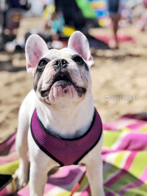 法国斗牛犬小狗戴着挽具，躺在覆盖沙子的沙滩浴巾上。