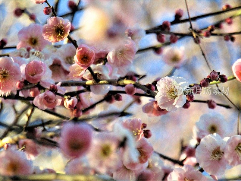 日本。2月。夕阳下的梅花。