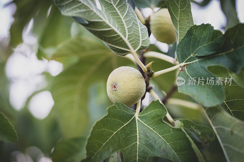 无花果在无花果树