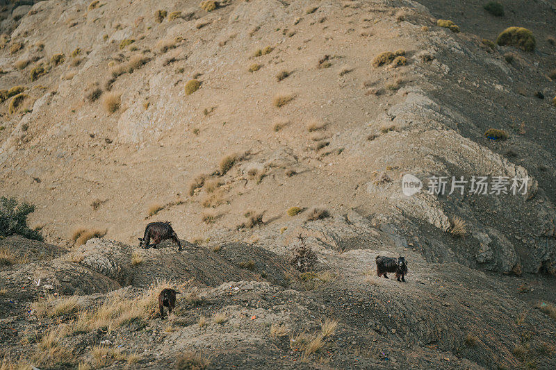 摩洛哥，一群山羊在岩石嶙峋的阿特拉斯山脉上行走