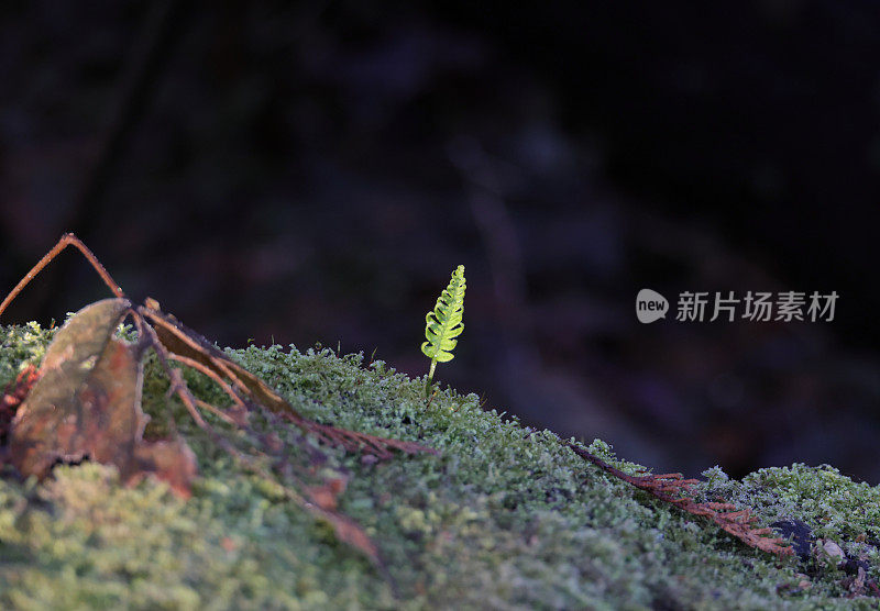 加拿大一棵倒下的树上的新生长