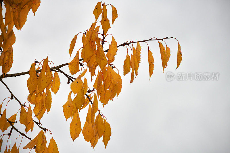 丰富多彩的秋叶之静美。桔黄色的秋叶。秋天的背景。在花园、森林或公园里，有黄色橙色叶子的树木的自然秋景。九月和十月是鼓舞人心的季节