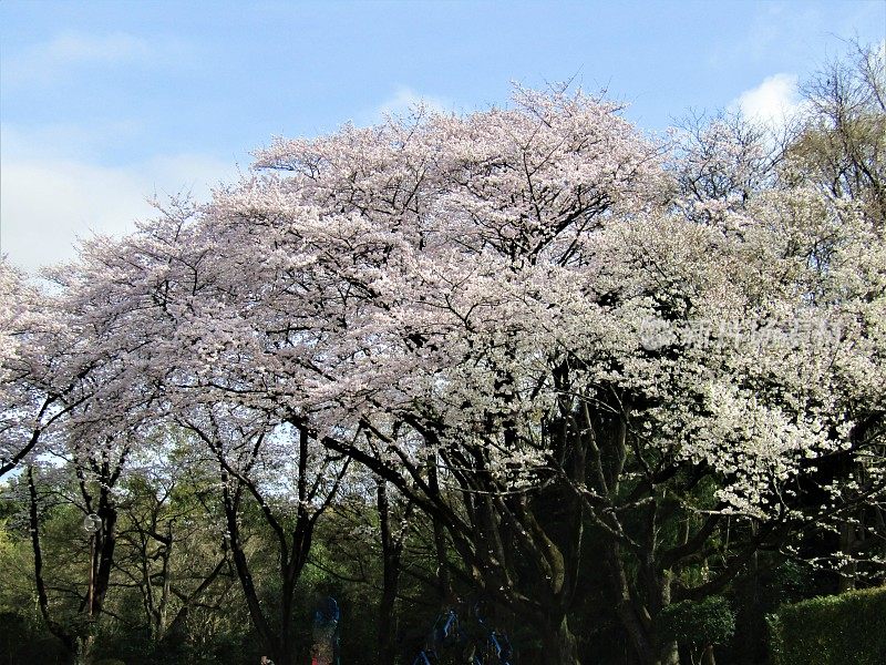 日本。3月底。到处都是樱花。