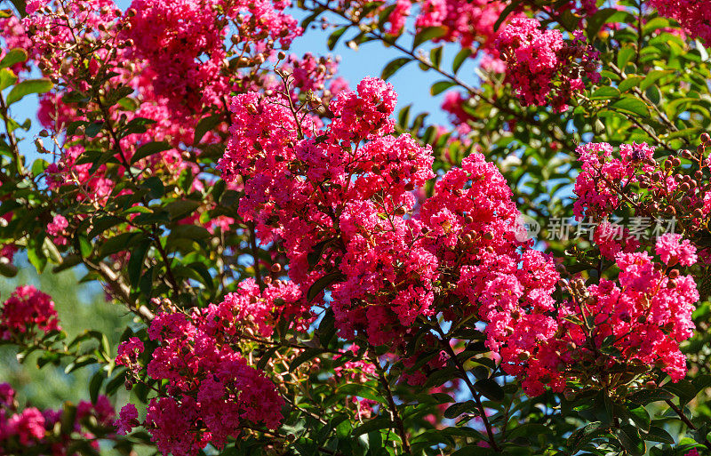 开花的紫薇。美丽的粉红色花朵Сrape桃金娘树模糊的绿色背景。有选择性的重点。设计的抒情主题。