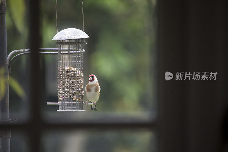 金翅雀在花园喂鸟器中进食