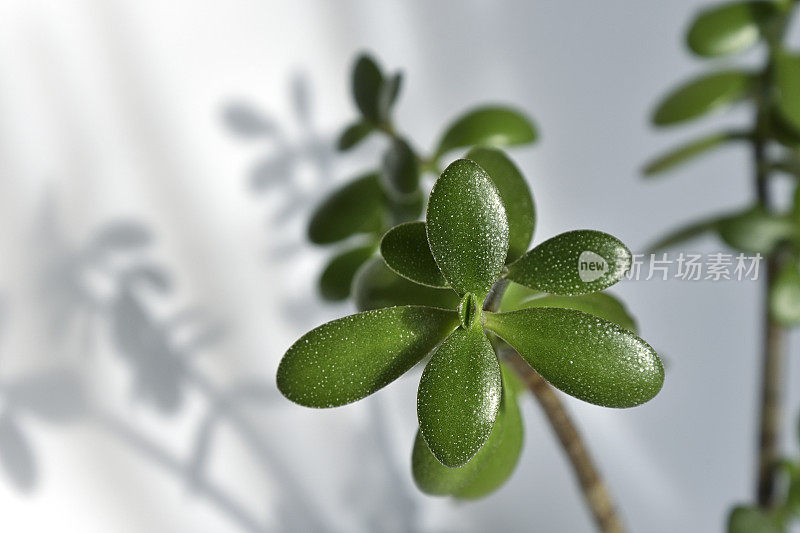 室内植物Crassula有绿色的叶子和美丽的阴影