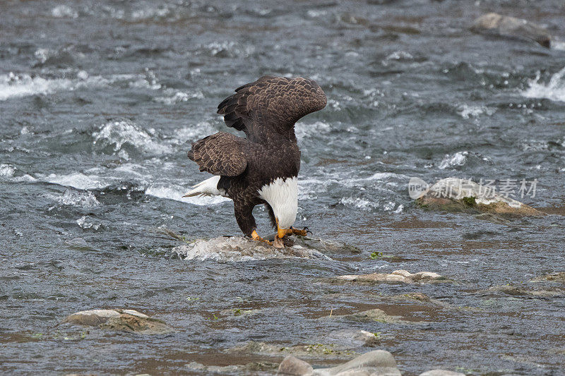 在美国蒙大拿州南部的黄石国家公园，一只秃鹰在加德纳河的岩石上吃东西。