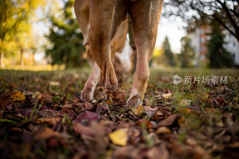 比特斗牛犬的后视图，身体残疾，被截肢的爪子