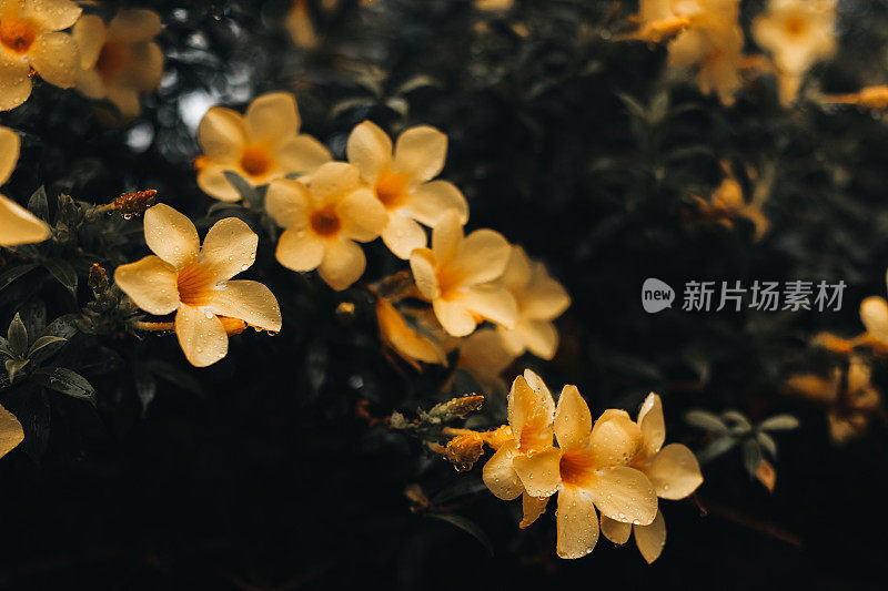 热带亮黄色的花，雨后生长在野生动物身上。湿的花。