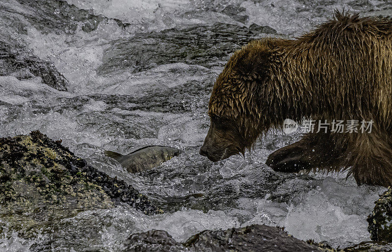 阿拉斯加半岛棕熊或半岛灰熊。隐藏瀑布，弗雷德里克海湾，阿拉斯加。钓鱼和抓鲑鱼。可怕的乌苏斯。查塔姆海峡巴拉诺夫岛的卡斯尼库湾