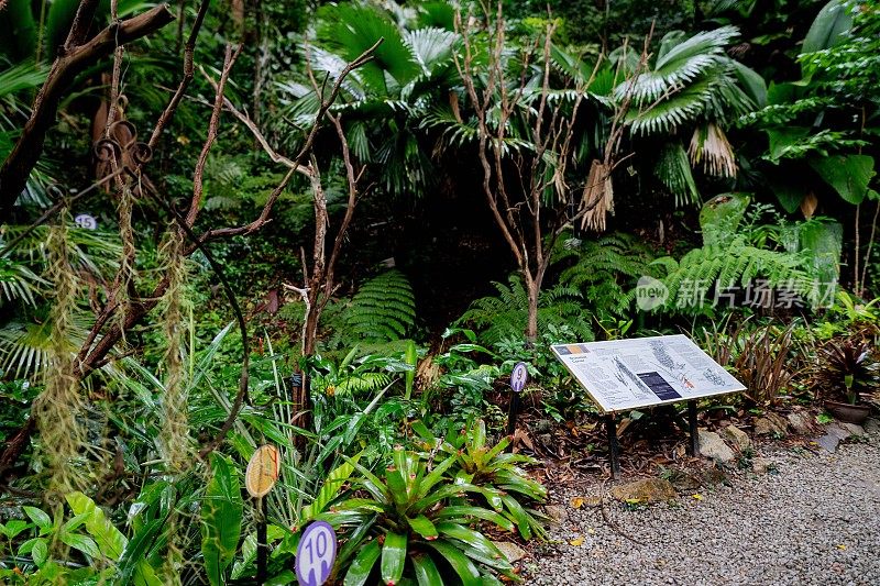 郁郁葱葱的绿色植物在热带丛林森林马来西亚槟城岛