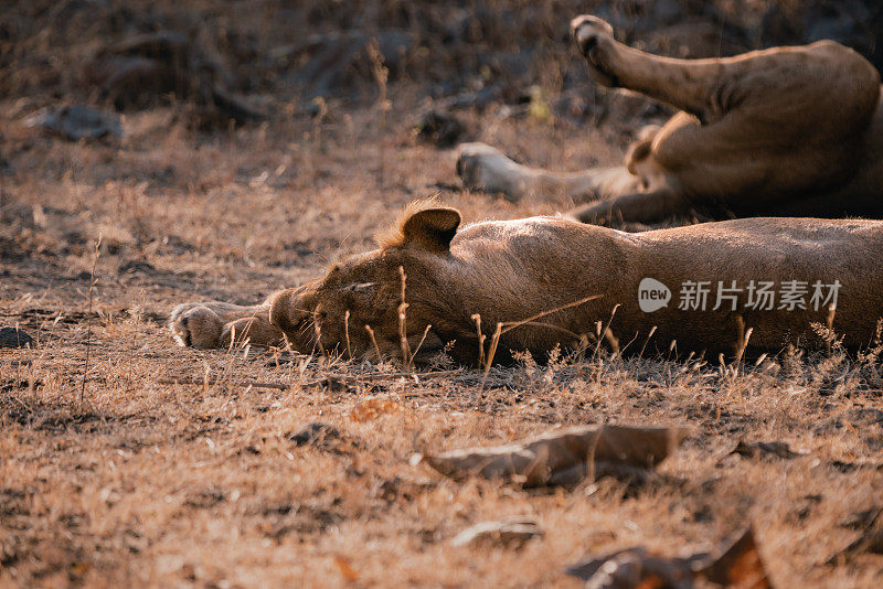 两只大型雄性亚洲狮正在睡觉放松