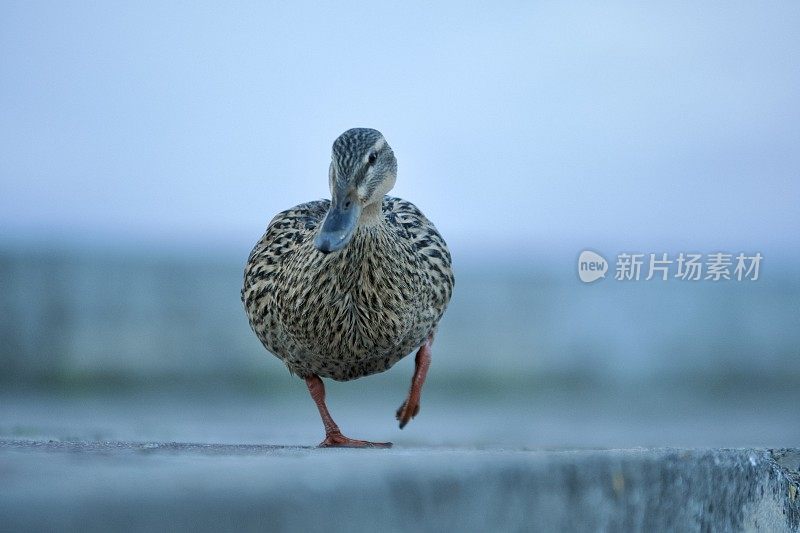 鸭子走路