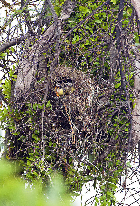 哥斯达黎加，圣胡安娜，大Kiskadee雏鸟坐在一个复杂的编织巢的入口处