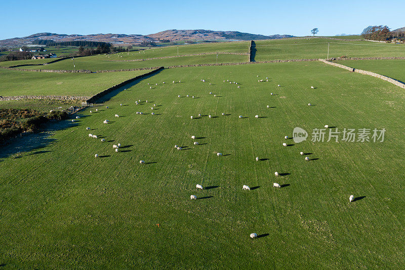无人机拍摄的冬天在田野里吃草的绵羊