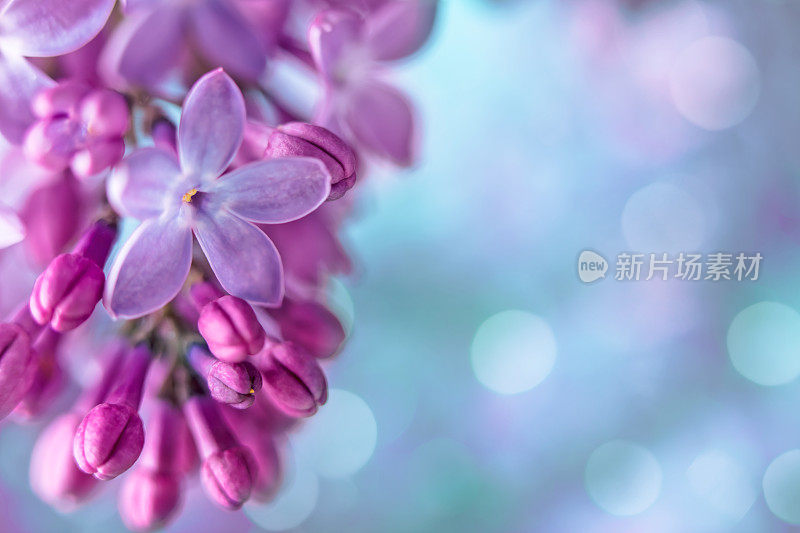 丁香花特写与复制空间和散景