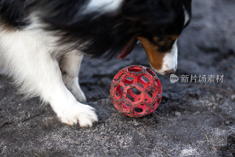 雪莉牧羊犬在玩球