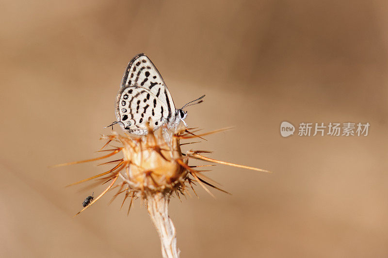 小老虎蓝蝶