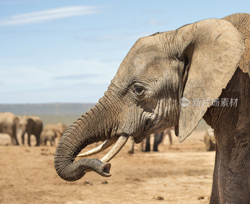 象群站在干旱的平原上
