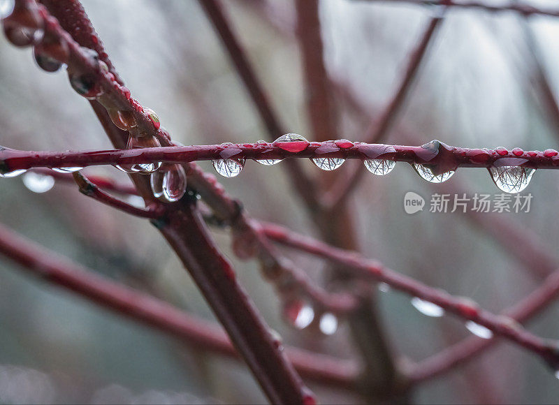 下雨天，水滴挂在山茱萸树枝上。