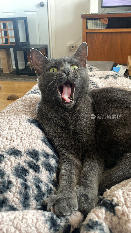 猫mid-yawn