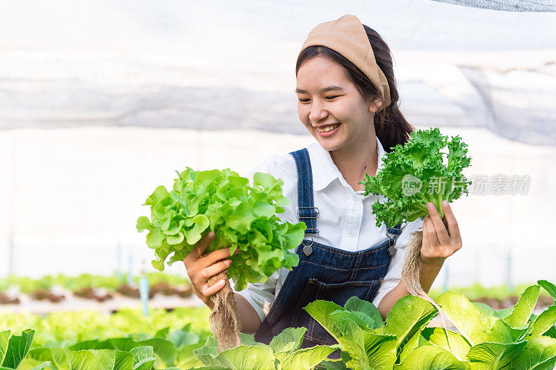 微笑的亚洲女农场主在温室里收获水培蔬菜。健康食品水力农场生产的有机蔬菜为健康食品餐厅。