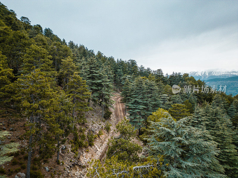 在高海拔的雪松和松林之间的土路视图