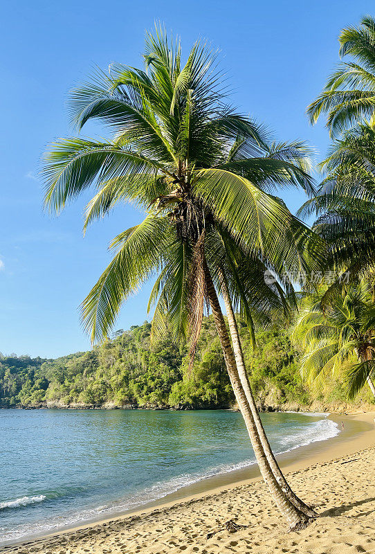 多巴哥岛的海滩和棕榈树