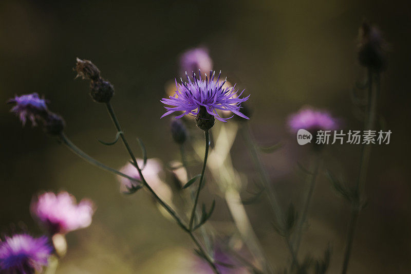 开花野草