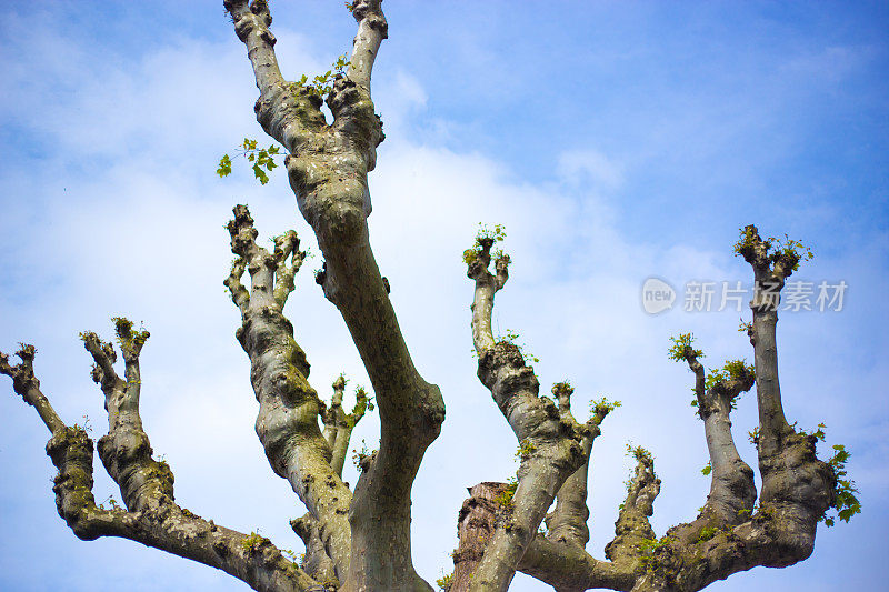 法国:早春新生的梧桐树(Platanus)